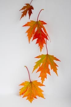 Autumn maple leaves hover on a white background.