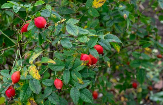 The wild rose Bush.Fresh ripe red rosehip on a green branch with leaves.