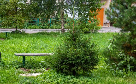 In the courtyard there is a simple wooden bench and a green Christmas tree.