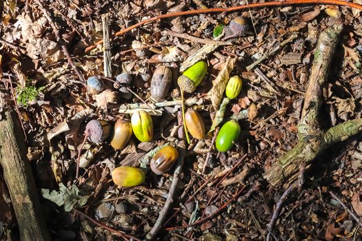 Forest floor with beech nuts from oaks. Nature background texture with copy space. High angle view from above