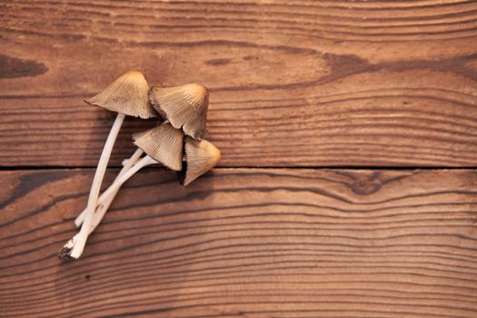 Toxic mushroom lies wooden table background Poison mushrooms do not eat. Season Drugs mycelium Free space for text
