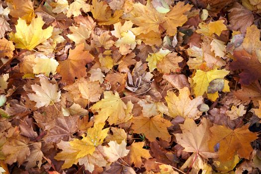 Maple autumn dry leaves background Lies on the ground Seasonal abstract theme