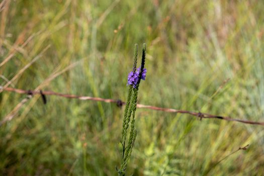 A close up of a purple Gayfeather flower in the wild of Nebraska . High quality photo