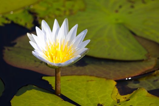 A bright blooming white star lotus waterlily flower (Nymphaea nouchali) surrounded by lily pads, Groot Marico, South Africa