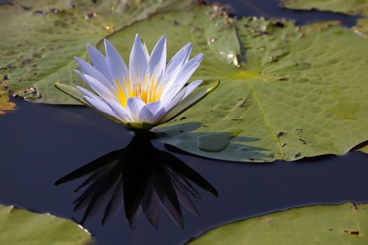 Vibrant blue star lotus waterlily (Nymphaea nouchali) in lake with lily pads and reflection, Groot Marico, South Africa