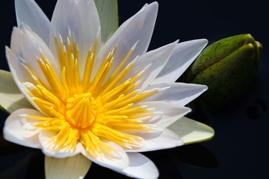 Radiant white star lotus waterlily (Nymphaea nouchali) and flower bulb close-up, Groot Marico, South Africa