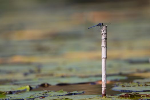 A blue dorsal dropwing dragonfly (Trithemis dorsalis) perched on a reed tip surrounded by lily pads, Groot Marico, South Africa