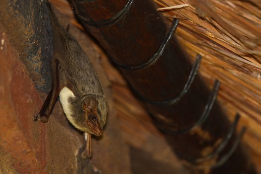 A Mauritian tomb bat (Taphozous mauritianus) hanging on to a clay brick wall underneath a thatch roof beam, Groot Marico, South Africa