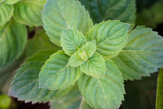 Photo of a plant with large large green leaves in close-up.Flowers in the garden in summer and Floristics.