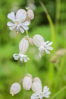 Inflated catchfly Silene vulgaris on flower meadow in Hemsedal, Norway.