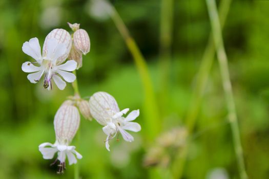 Inflated catchfly Silene vulgaris on flower meadow in Hemsedal, Norway.