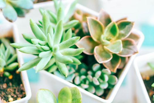 Closeup succulent plant in pot for decoration with vintage tone, selective focus