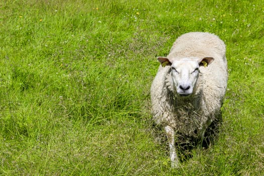 White woolly sheep runs on meadow in Hemsedal, Viken, Norway