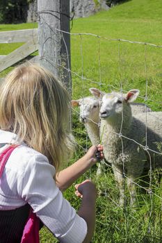 Girl feeds sheep in a meadow in Hemsedal, Viken, Norway.