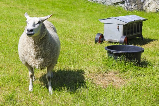 White woolly sheep in meadow in Hemsedal, Viken, Norway