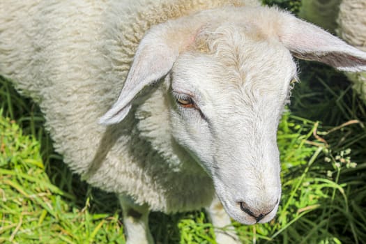 White woolly sheep in meadow in Hemsedal, Viken, Norway