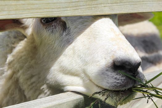 White woolly sheep feeding in meadow in Hemsedal, Viken, Norway.