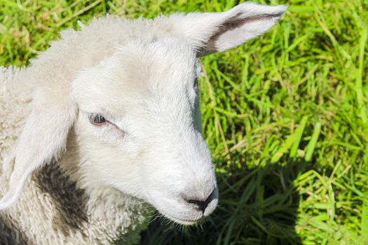 White woolly sheep in meadow in Hemsedal, Viken, Norway