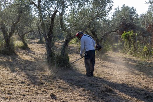 cleaning with brush cutter during the chopping of olive fields