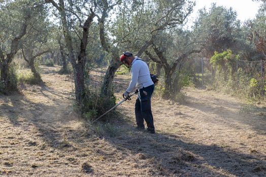 cleaning with brush cutter during the chopping of olive fields