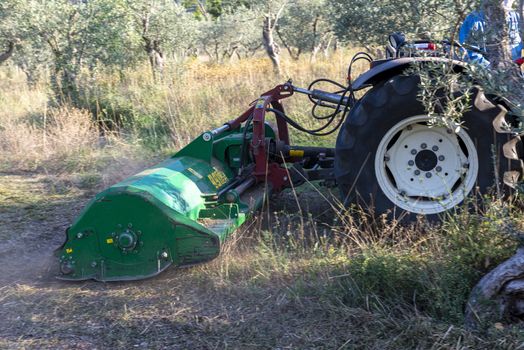 terni,italy september 13 2020:shredding with tractor and stalk chopper of olive fields