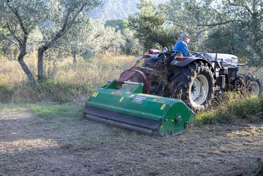 terni,italy september 13 2020:shredding with tractor and stalk chopper of olive fields
