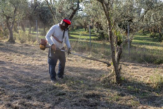 cleaning with brush cutter during the chopping of olive fields