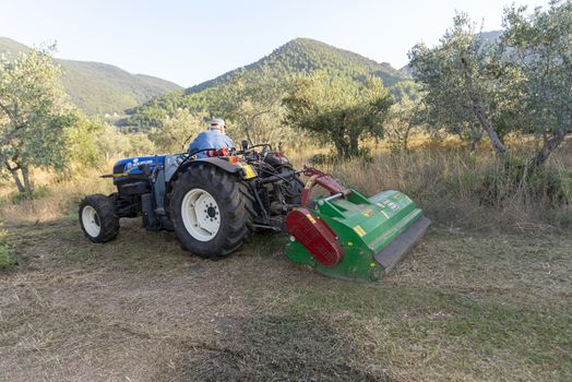terni,italy september 13 2020:shredding with tractor and stalk chopper of olive fields