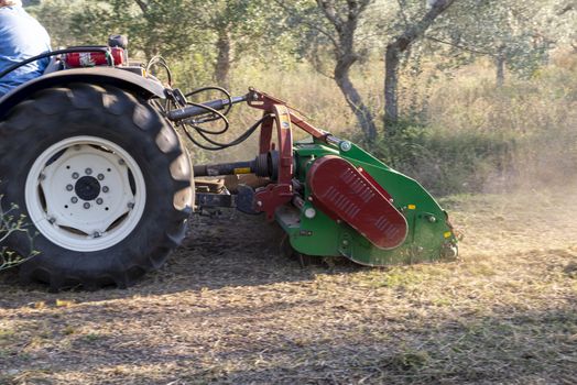 terni,italy september 13 2020:shredding with tractor and stalk chopper of olive fields