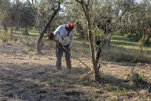 cleaning with brush cutter during the chopping of olive fields