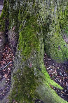 The trunk and roots of a large tree are covered with green moss