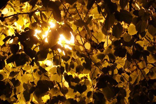 illuminated tree gold branches against a black night sky background.