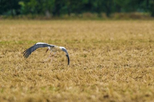 a great young bird on farm field in the nature