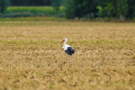 a great young bird on farm field in the nature