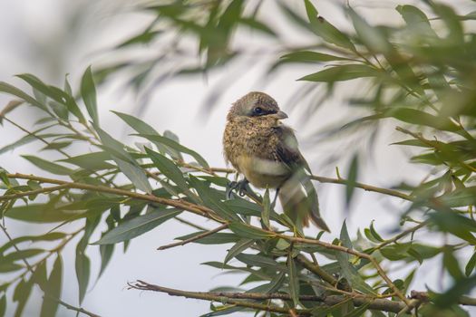 a little young bird on the branch in nature