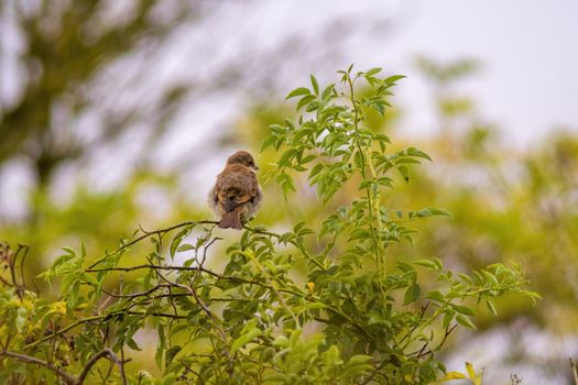 a little young bird on the branch in nature