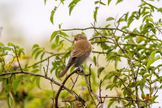 a little young bird on the branch in nature