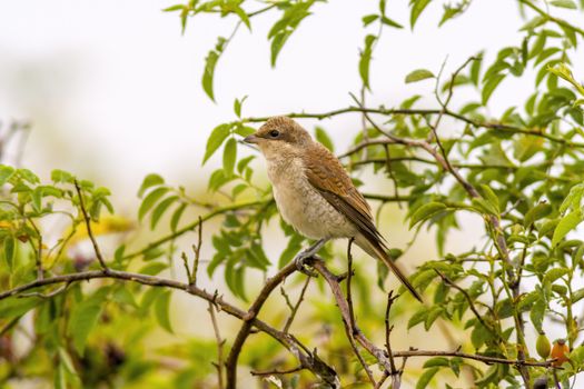 a little young bird on the branch in nature