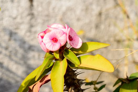 Euphorbia Milii crown of thorns cactus plant in sunlight. It is a spiny shrubs and cactus like (shrubby plant on woody stem) succulents tropical species grown as ornamental houseplant.