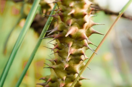 Close up of spiked sharp thorn and needle part of Euphorbia Milii crown of thorns cactus plant in sunlight. Selective focus. It is a spiny shrubs and cactus like (shrubby plant on woody stem) succulents tropical species grown as ornamental houseplant