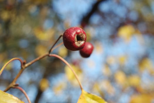 Close up of ripe red berries on branches of rose hips tree with golden leaves in autumn season