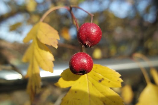 Close up of ripe red berries on branches of rose hips tree with golden leaves in autumn season