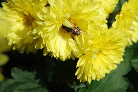 Closeup view of lovely yellow flower against a green leaves blurred background. This flower is found in South Korea.