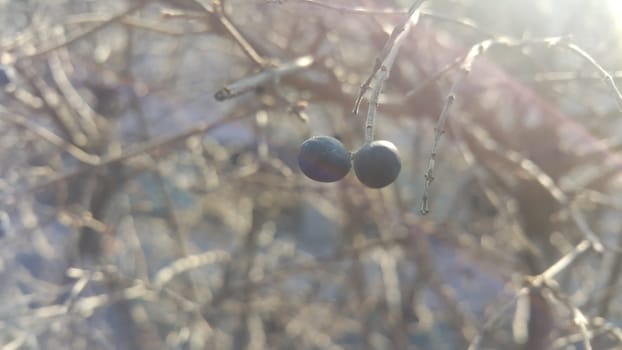 Closeup view of Black mountain ash berries: A selective focus view
