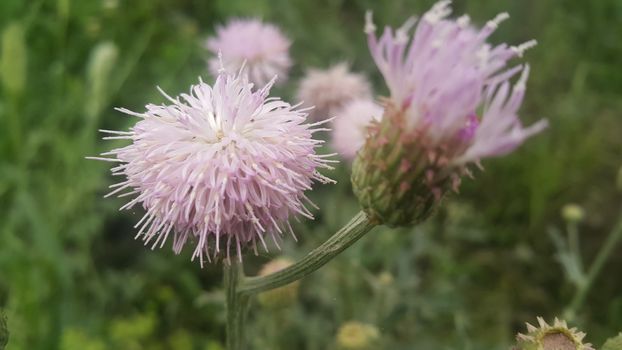 Perennial thistle plant with spine tipped triangular leaves and purple flower heads surrounded by spiny bracts. Cirsium verutum thistle also known as Cirsium involucratum.