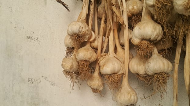 Garlic is aromatic and flavorful herb for consumption and use in spices and for medicinal purposes. Close-up view of dry garlic bulbs background.