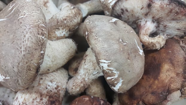 Closeup view of big pile of fresh harvested mushrooms. Food background of mushrooms in market for sale. A Vegetables background