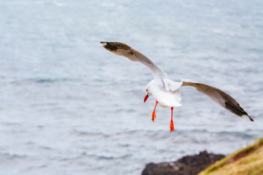 A seagull watches over its nest in Phillip Island, Victoria, Australia