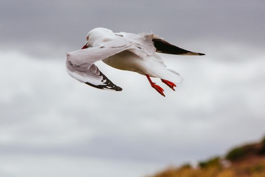 A seagull watches over its nest in Phillip Island, Victoria, Australia