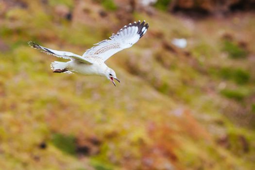 A seagull watches over its nest in Phillip Island, Victoria, Australia
